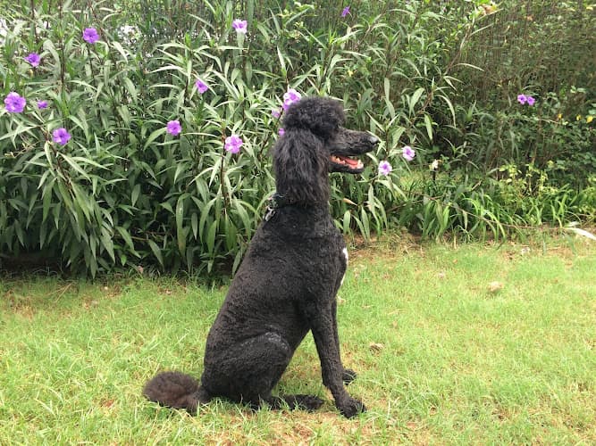 K-9 Country Inn