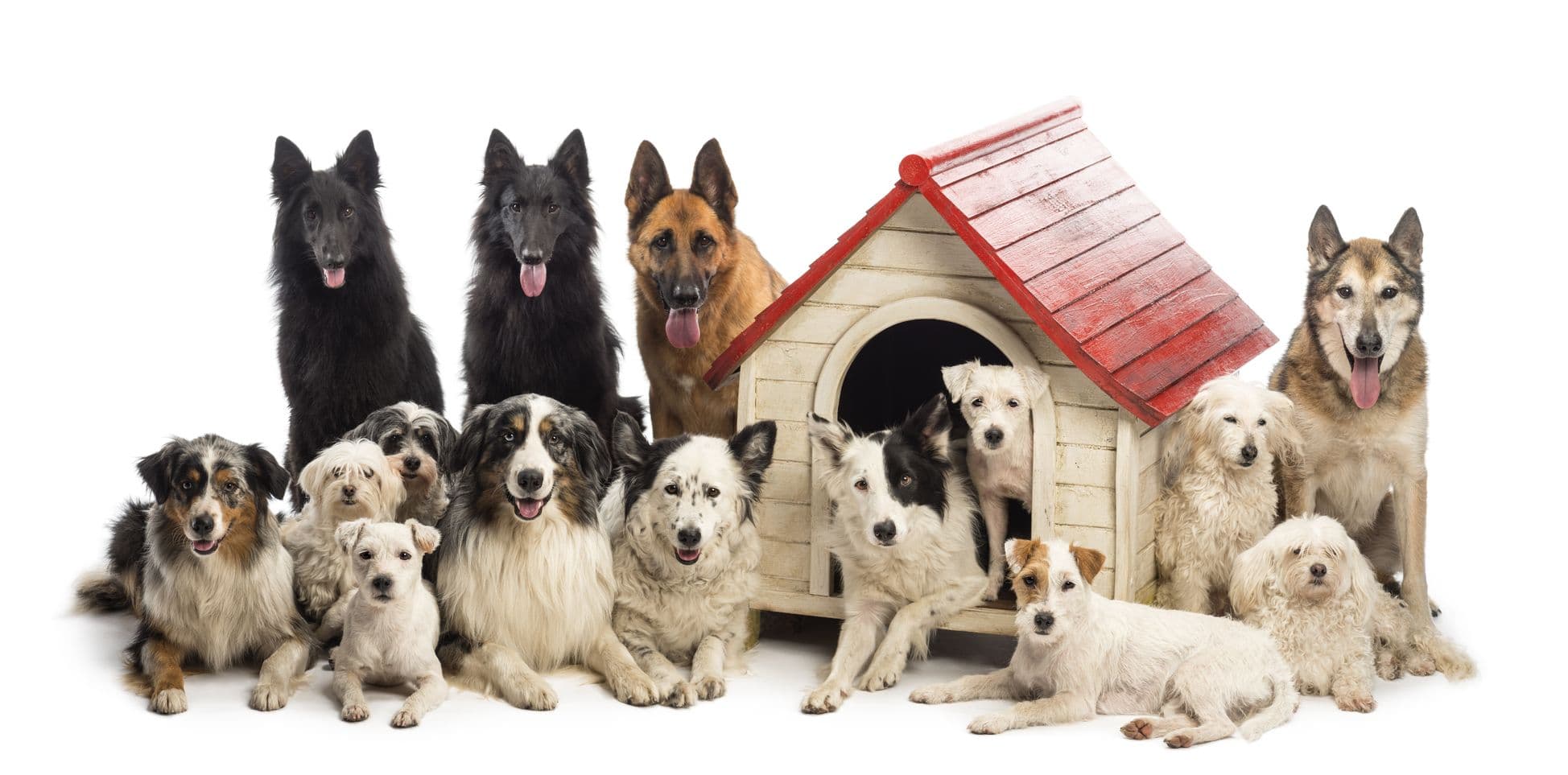 Martin Kennel & Grooming in Center TX