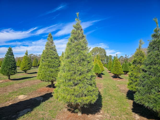Hickory Hills Christmas Trees