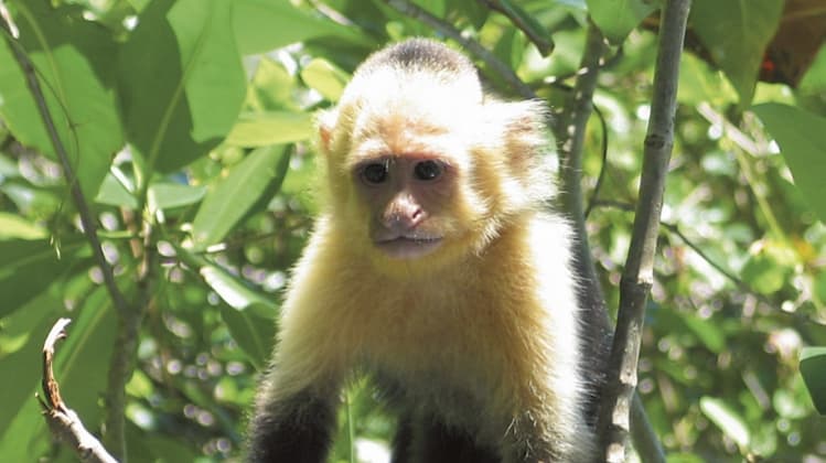 Big Thicket Exotics LLC