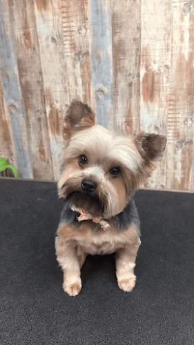Paws Here Pet Grooming