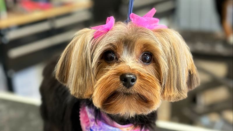 Rebarkable Doggie Day Spa & Boarding