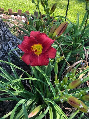 Flower Branch Gardens Daylily Farm in Colmesneil, TX