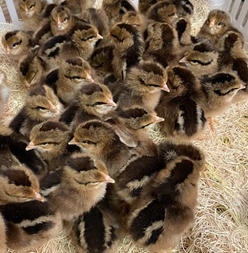 Clyde's Poultry Farm in Kirbyville, TX