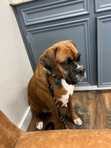 South Pine Animal Hospital
