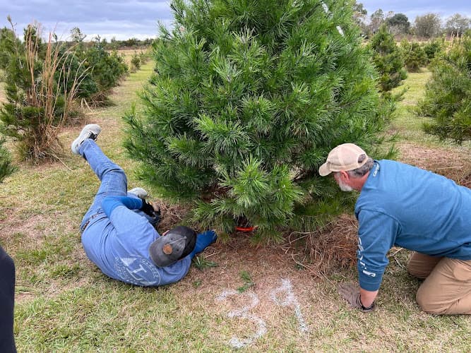 Circle L Christmas Tree Farm