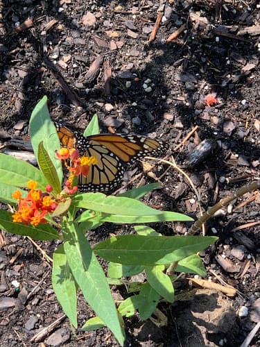 Heavenly Wings butterfly and hummingbird garden
