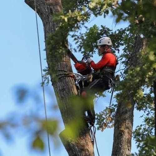 Beaumont Tree Service Professionals in Port Neches, TX