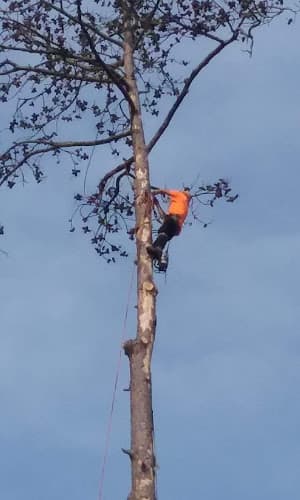 Secure Choice Tree Service of Beaumont Texas