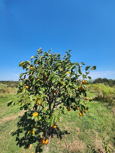 Youn's Persimmon Farm
