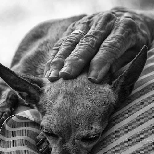 Humane Society of Nacogdoches County