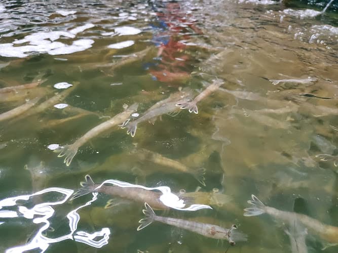 Fish Or Hunt