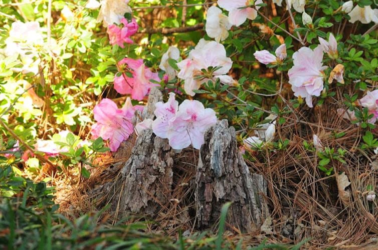 Dogwood Mental Health and Wellness, LLC in Nacogdoches, TX