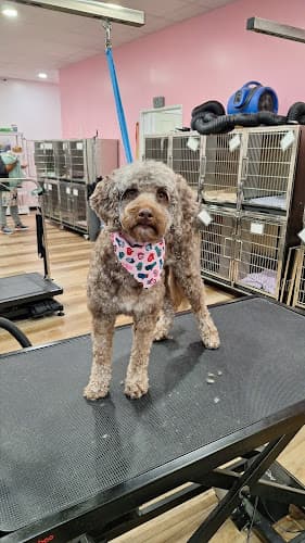 Hairy Styles Grooming Salon