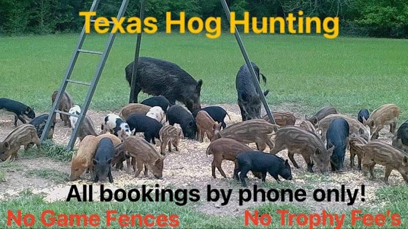 M.Y. RANCH Texas Hog Hunting in Crockett, TX