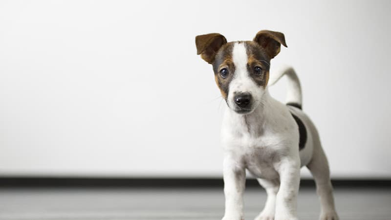 West End Animal Clinic