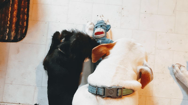 Paws-n-Claws Grooming