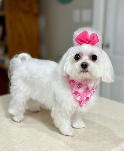 Le Le Paws Dog Spa