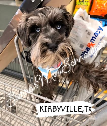 Sierra'sSchnauzers