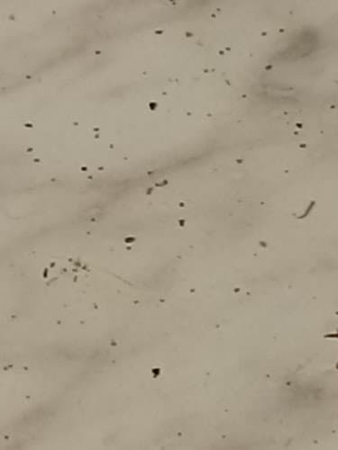 GuardTech Pest Management