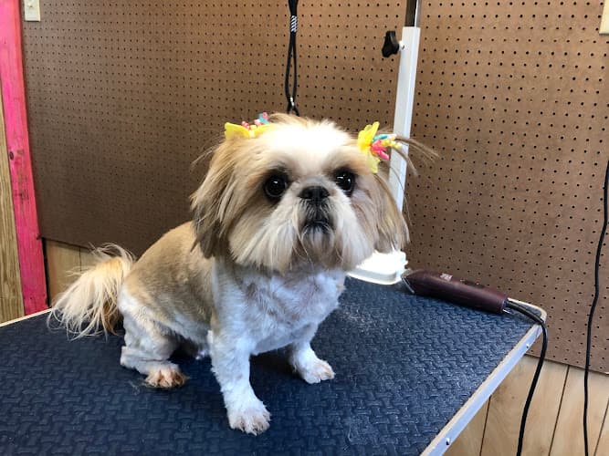 R Texas Star Grooming & Boarding