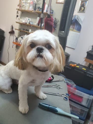 Lisa's Dog Grooming
