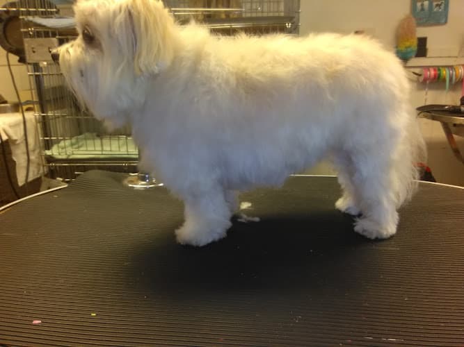 Hi Tower Kennels Boarding and Grooming