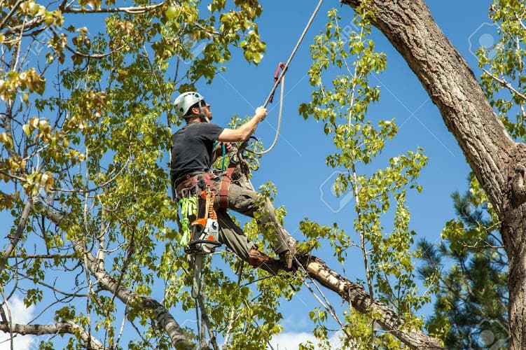 Ballards Tree Service