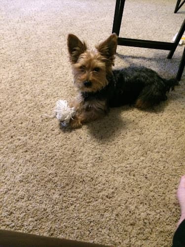 Pretty Puppy