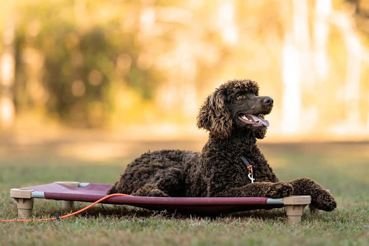 Bayou Canine Academy