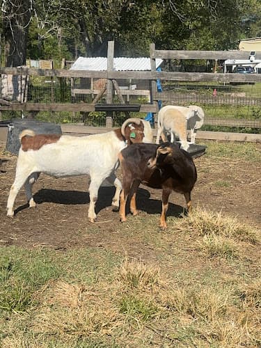Farm & Sanctuary in Woodville, TX