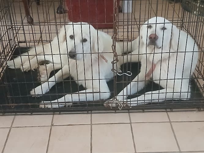 Beaumont Animal Care