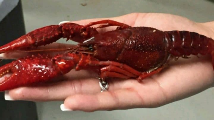 CrawDawg's Crazy 'Bout CrawDad's