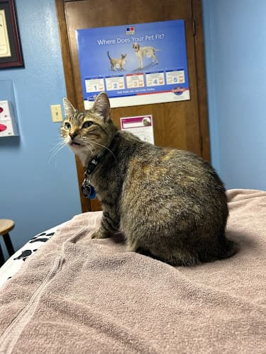 Nacogdoches Animal Hospital