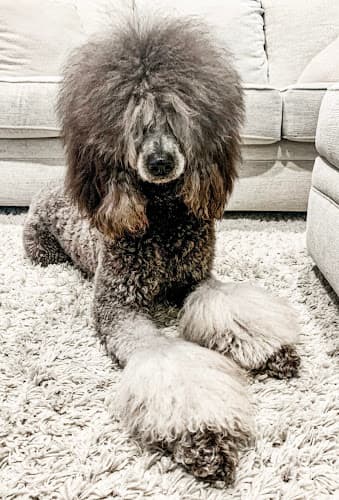 The Paws Resort & Suites