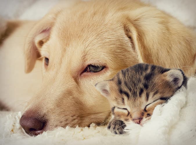The Paws Resort & Spa