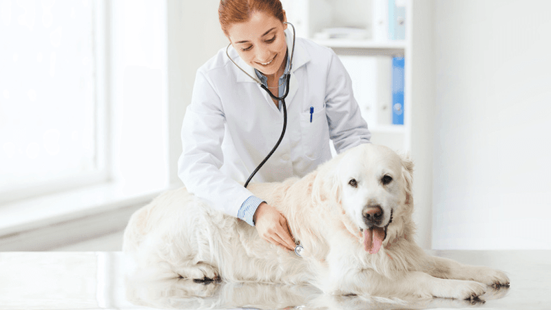 Main Street Veterinary Clinic