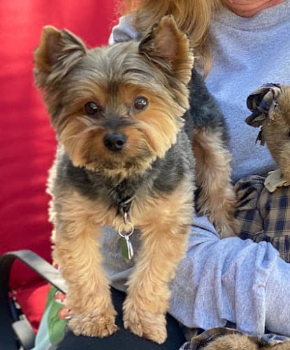 Lucky Puppy Grooming & Supply