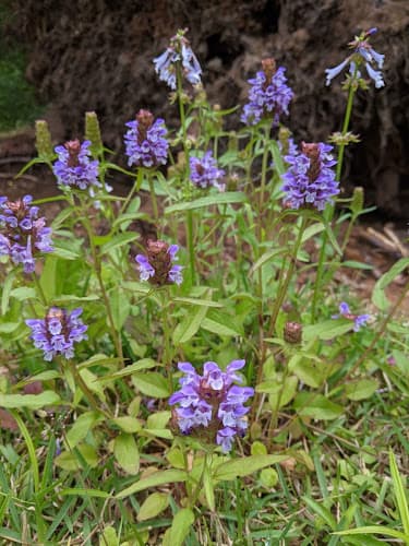 Pineywoods Native Plant Center