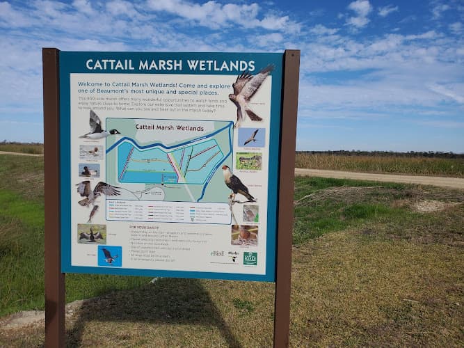Cattail Marsh