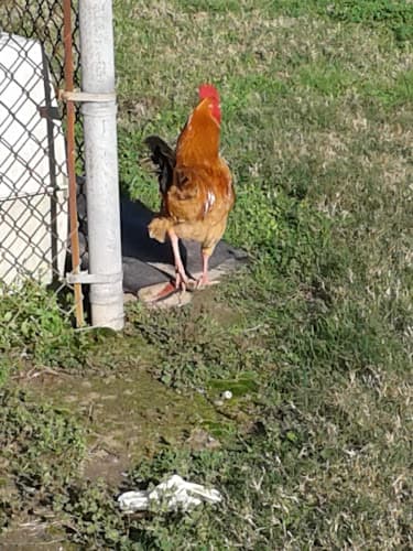 Port Arthur Animal Control