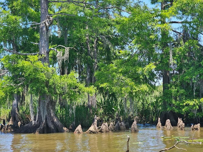 Swamp & River Tours
