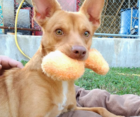 Bridge City Animal Shelter
