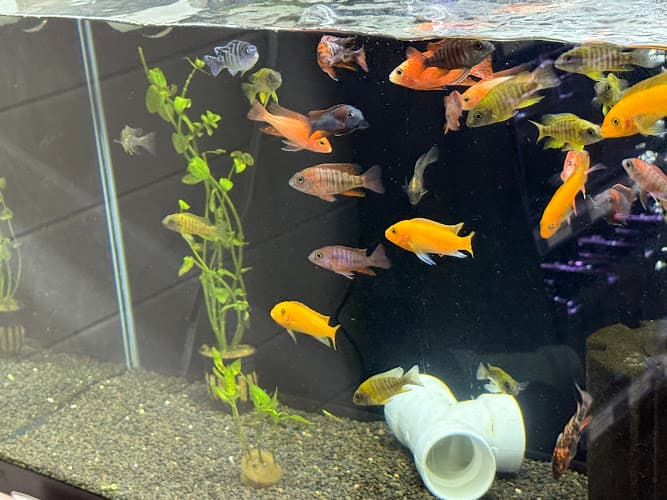 Wet Pets Aquatics Lumberton