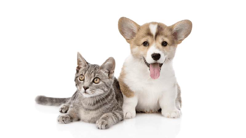 Major Drive Veterinary Clinic