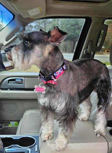 Pet Beauty Shop