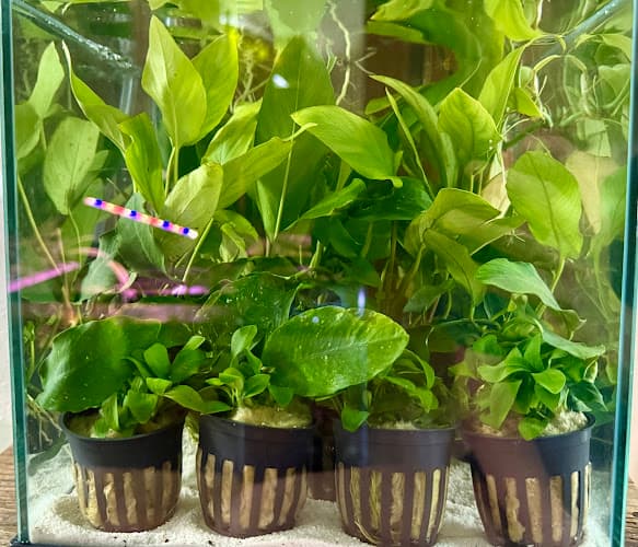 The Planted Tank