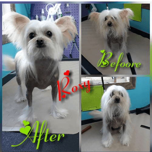 Dog Gone Clean
